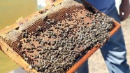 Dayanıklı arı kolonileri için 'Arı keki' üretti