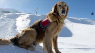 Dedektör köpek &#039;Gurbet&#039; karlı dağlarda hayat kurtarıyor