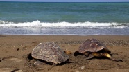 Deniz kaplumbağaları doğal ortamlarına bırakıldı