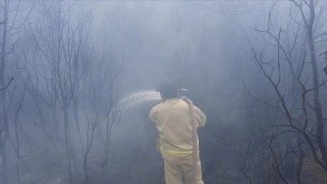 Denizli'de çıkan orman yangınına müdahale ediliyor