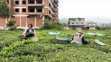 Deprem bölgesinde yapılacak "Çay Sokağı" konutlarına çay üreticilerinden destek