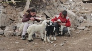 Depremde telef olan koyunların yavrularını biberonla besliyorlar