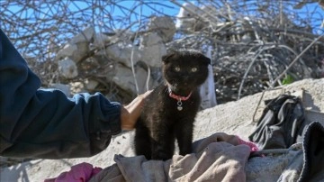 Depremden 178 saat sonra enkazdan çıkardıkları kediye "Umut" ismini verdiler