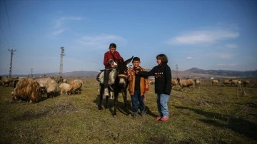 Depremzede kardeşler babalarının emaneti koyun sürüsüyle avunuyor