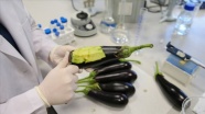 Deri hastalıklarına 'patlıcanlı' çözüm