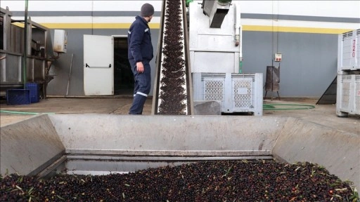 Devlet desteği ihracat yapmak isteyen zeytin ve zeytinyağı firmalarına kapı aralıyor