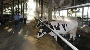 Devlet desteğiyle önce süt üretim çiftliğine, sonra düve merkezine sahip oldu