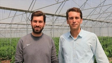 Devlet desteğiyle sera kuran ziraat mühendisi kardeşler tonlarca sebze üretiyor