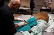 Devlet hastanesinde köpeğe ameliyat