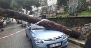 Devrilen ağaç 2 araçta hasara yol açtı