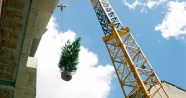‘Dikey Orman’ın ilk ağacı 40 metre yüksekliğe dikildi