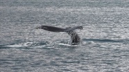 Dişi çubuklu balinalar yavrularına &#039;fısıldıyor&#039;