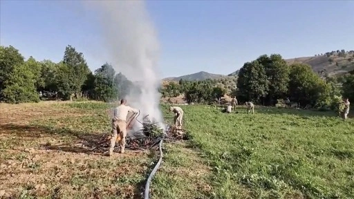 Diyarbakır'da 4 milyon 459 bin kök kenevir ve skunk ele geçirildi
