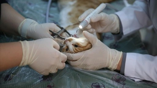 Diyarbakır'da "can dostlar"a uzmanlardan ağız ve diş tedavisi hizmeti