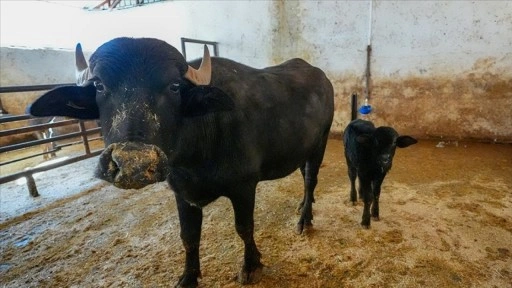 Diyarbakır'da embriyo transferiyle doğan manda "Dicle" anne oldu