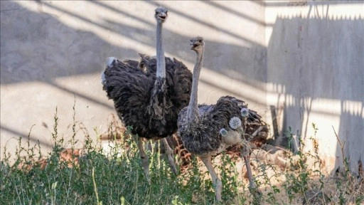 Diyarbakır'da firari deve kuşu "Hüdhüd"e eş bulundu