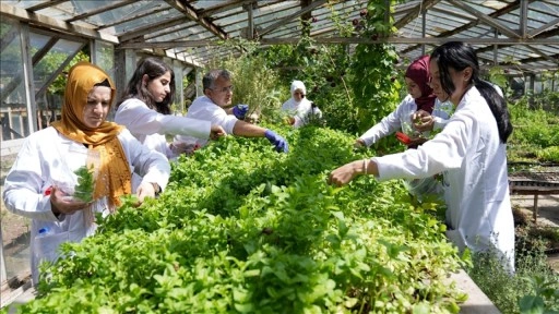 Diyarbakır'da kadınlar bitkilerden ürettikleri sabunlarla hikayelerini de duyuracak