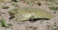 Diyarbakır&#039;da nesli tükenmek üzere olan Fırat kaplumbağası bulundu