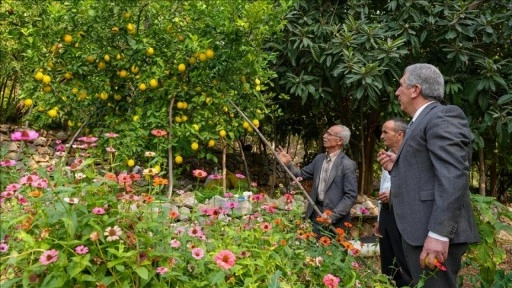 Diyarbakır'da "ya tutarsa" diye dikilen narenciye ağaçları meyve verdi