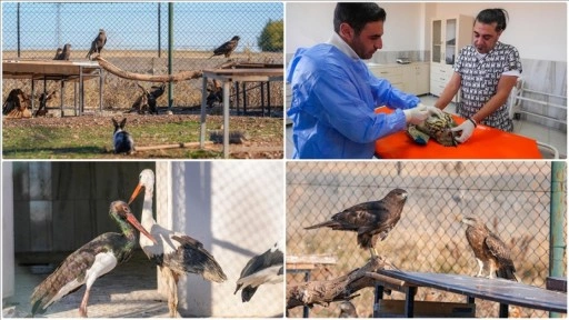 Diyarbakır'daki merkez kaçak avcıların hedefi olan yaban hayvanlarına yuva oluyor