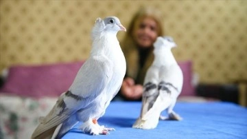 Diyarbakır'da 100'ü aşkın güvercin podyuma hazırlanıyor