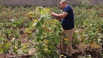 Diyarbakır'da okulda yetiştirilen ayçiçeği tek kökte 65 baş verdi