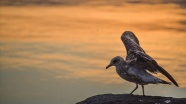 Doğa harikası Çıldır Gölü sonbahardaki göçe hazırlanan kuşlar ile şenlendi