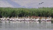 Doğa harikası Eber Gölü'nün korunmasına belgesel desteği