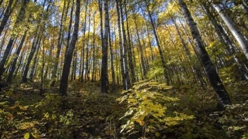 Doğa tutkunları Tunceli'deki Salördek ormanlarında stres atıyor