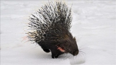 Doğada nadir g&ouml;r&uuml;len Hint oklu kirpi tedavi altına alındı