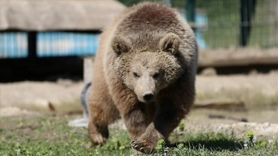 Doğada yaralı bulunan yaban hayvanları G&ouml;lya Tabiat Parkı'nda sağlığına kavuşuyor