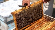 Doğru zirai ilaçlama arı ölümlerini engelledi