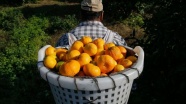 Doğu Akdeniz yeni sezon turunçgil ihracatına 'hızlı' başladı