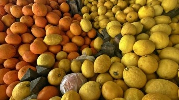 Doğu Akdeniz yılın ilk yarısında turunçgil ihracatını sırtladı