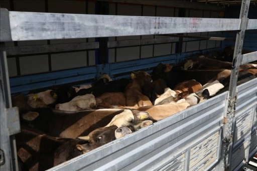 Doğu Anadolu'dan batıdaki illere kurbanlık sevkiyatı başladı