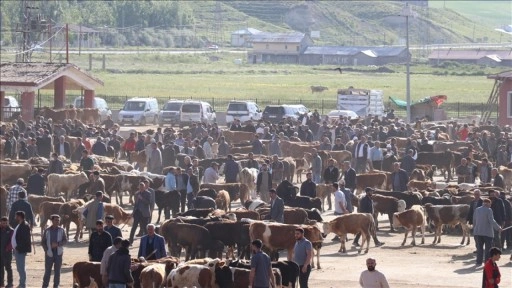 Doğu Anadolu'dan batıya yaklaşık 80 bin kurbanlık gönderildi