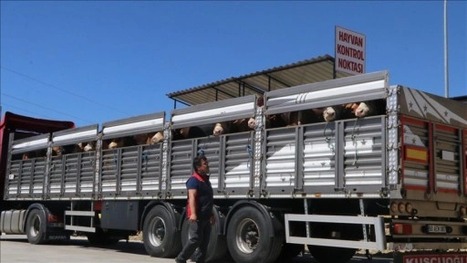 Doğu Anadolu ve Karadeniz'den batıya gönderilen kurbanlıklar Çankırı'da sıkı denetimden ge