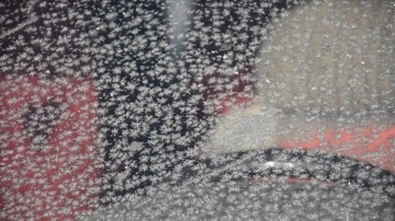 Doğu Anadolu'da araç camları buz tuttu, bitkiler kırağıyla kaplandı