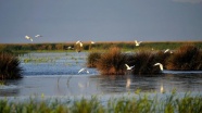 Doğu Karadeniz'de 26 bin 826 su kuşu tespit edildi