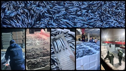 Doğu Karadeniz'de hamsi büyüklüğü ve bolluğuyla yüzleri güldürüyor