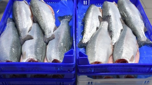 Doğu Karadeniz'in 11 aylık Türk somonu ihracatı 164 milyon doları aştı