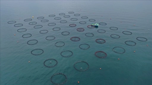 Doğu Karadeniz'in 4 aylık su ürünleri ihracatı 47,8 milyon doları aştı