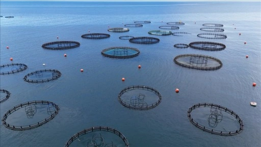 Doğu Karadeniz'in 5 aylık somon ihracatı 56,2 milyon dolara ulaştı