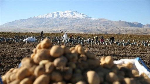 Doğu'nun "patates havzası" Bitlis'te hummalı hasat mesaisi