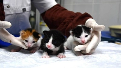 Doğum yapmakta zorlanan kedi, yavrularına sezaryenle kavuştu