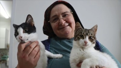 Doktor &ouml;nerisiyle başlayan kedi sevgisi 40 kedilik yuvaya d&ouml;n&uuml;şt&uuml;