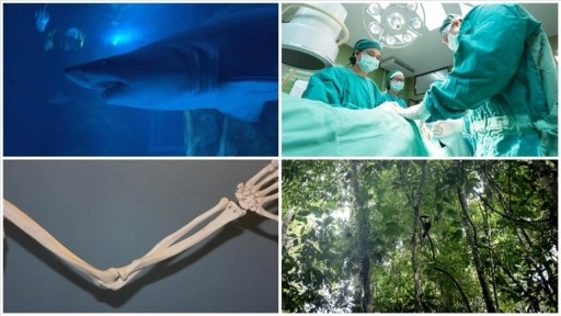 Domuz karaciğeri naklinden yeni köpekbalığı türü keşfine ekimin bilimsel gelişmeleri