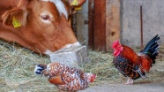 Dünya Hayvan Sağlığı Örgütü: Sığır ve kümes hayvanları Kovid-19&#039;u yaymıyor