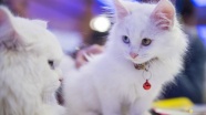 Dünya'nın en özel kedi ırkları İstanbul'da yarışacak