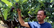 Dünyaca ünlü siyah incire ihracat yasağı